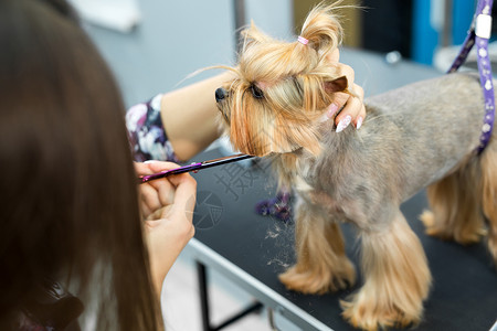 为你梳妆在美容院为狗梳妆时 女装发型者坐在桌子上 最后用剪刀剪出狗的头发的过程美容师动物小狗犬类发型工具理发头巾理发师眼睛背景
