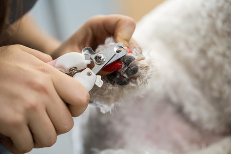 女兽医在兽医诊所修剪比熊犬的爪子 特写 修剪狗的爪子特写视图 兽医用指甲刀给狗剪脚趾甲的特写镜头 兽医概念马夫美甲检查毛皮犬类指背景