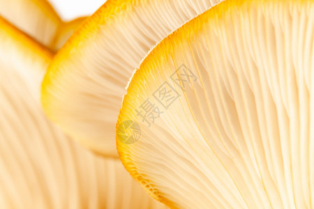 用于设计的蘑菇模式 牡蛎蘑菇 健康食用生态食品植物 背景 软焦点宏观平菇棕色生物学团体白色背景图片
