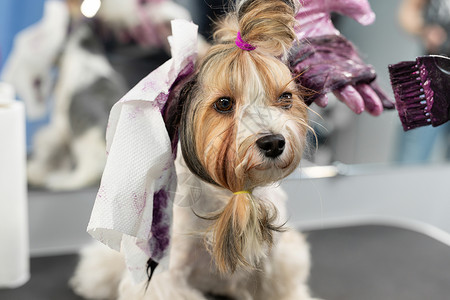 一位女美容师在一家理发店中为约克郡一个水梯田的羊毛涂漆发型兽医理发师小猎犬沙龙犬类动物桌子刷子发刷背景图片