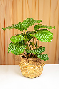 室内湿度Calathea 或bibfololia 工厂 位于黄柳篮子中背景