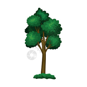 在白色背景上隔离的现实的绿色淡树矢量向量绘画木头生态树干花园季节生活森林橡木插图背景图片