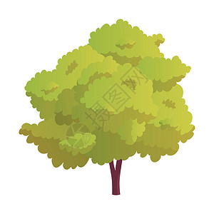 在白色背景上隔离的现实的绿色淡树矢量向量森林卡通片叶子橡木生长树干绘画生态生活树叶背景图片