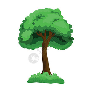 在白色背景上隔离的现实的绿色淡树矢量向量树叶卡通片森林叶子橡木季节木头生长花园植物背景图片