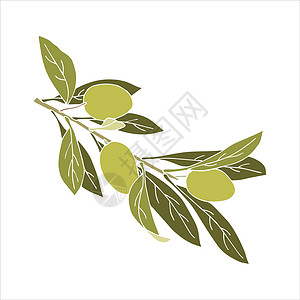 希腊群岛绿色橄榄枝 果实和叶子涂鸦 没有轮廓 孤立的白色背景设计图片