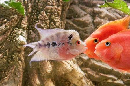 非洲大米鱼水族馆 非洲宠物野生动物科鱼热带游泳绿色动物淡水花角红色背景图片