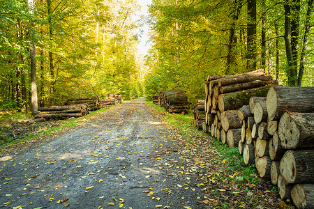 在秋林中用公路砍伐树干木头高清图片素材