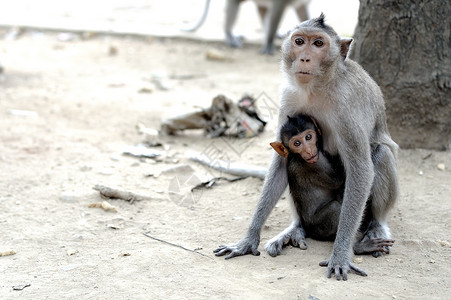 带母猴子的可爱猴子友谊高清图片素材