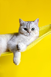 黄色的猫美丽的白猫躺在黄色吊床上 黄色背景的黄吊床上头发小猫毛皮眼睛动物猫咪假日宠物晴天工作室背景