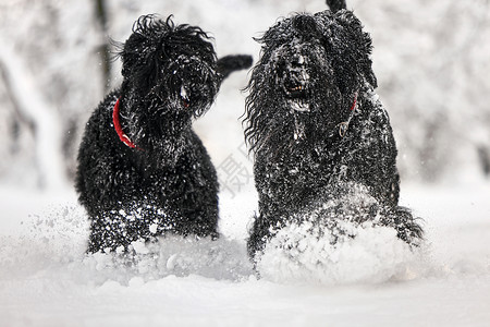 长安逸动两只快乐的黑色长毛狗在雪地里 大狗对下雪很高兴 雪地里的黑狗 俄罗斯黑梗在白雪皑皑的公园里散步 如果你在冬天遛狗会发生什么哺乳动背景