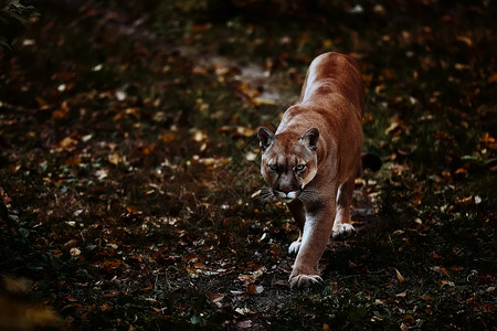 美丽的美洲狮画像在秋天的森林里 美国美洲狮-山狮 引人注目的姿势 树林中的场景 野生动物美国猎豹高清图片素材