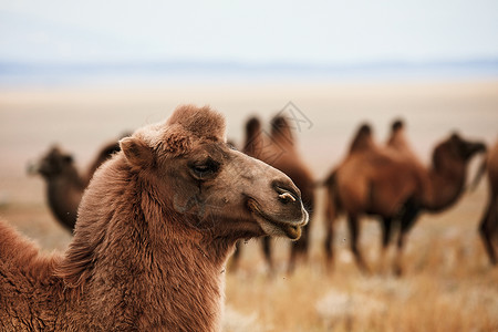蒙古草原上的柏格人骆驼 游牧人的运输 牧场上动物群的放牧草原小路旅行荒野哺乳动物单峰季节游牧民族世界骑术背景