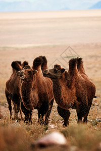 蒙古草原上的柏格人骆驼 游牧人的运输 牧场上动物群的放牧摄影世界身体地形山脉单峰游牧民族旅游草原小路背景