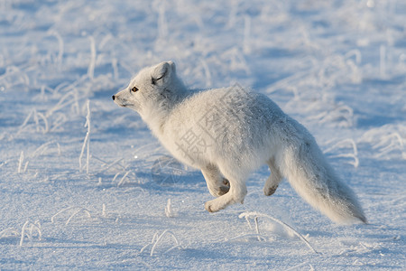 冬季在苔原的野北极狐 白北极狐在奔跑尾巴打猎猎人野生动物狐狸动物群白狐食肉背景动物挪威高清图片素材