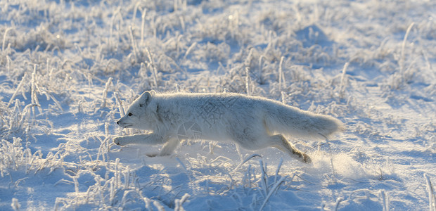 冬季在苔原的野北极狐 白北极狐在奔跑捕食者晴天狐狸眼睛猎人打猎动物兔兔毛皮白狐雪高清图片素材