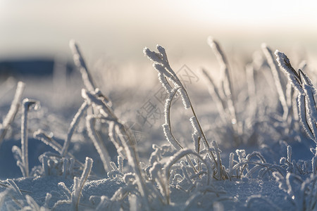 冬天的北极风景 苔原里有冰的草极北高清图片素材