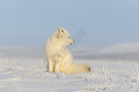 北极狐在野生苔原中 北极狐坐着白狐食肉荒野野生动物捕食者兔兔视频打猎动物爪子冬季背景高清图片素材
