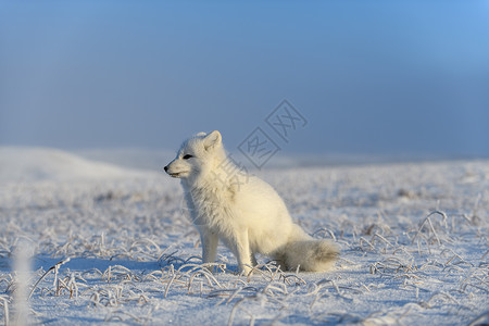北极狐在野生苔原中 北极狐坐着打猎荒野白狐爪子哺乳动物动物背景视频狐狸毛皮毛茸茸的高清图片素材