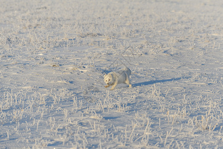 冬季在苔原的野北极狐 白北极狐眼睛荒野白狐背景打猎尾巴动物食肉毛皮野生动物动物群高清图片素材