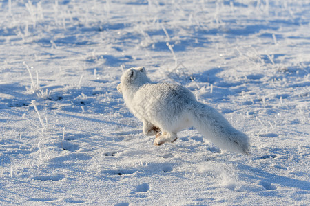 冬季在苔原的野北极狐 白北极狐在奔跑食肉白狐狐狸眼睛毛皮野生动物捕食者荒野爪子动物兔兔高清图片素材