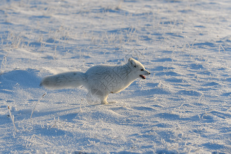 冬季在苔原的野北极狐 白北极狐在奔跑毛皮打猎猎人食肉狐狸动物哺乳动物晴天白狐爪子兔兔高清图片素材