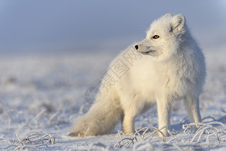 冬季在苔原的野北极狐 白北极狐特写食肉背景猎人尾巴白狐眼睛动物荒野野生动物毛皮动物群高清图片素材