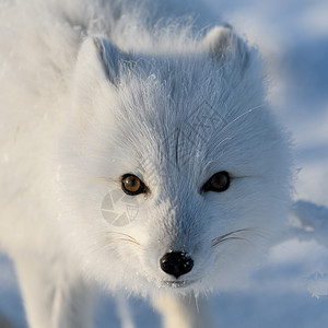 冬季在苔原的野北极狐 白北极狐特写动物晴天野生动物爪子食肉捕食者打猎白狐尾巴狐狸寒冷的高清图片素材
