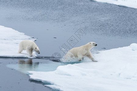 冰山下北极熊游泳旅行高清图片
