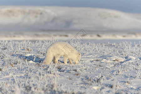 冬季在苔原的野北极狐 白北极狐狐狸动物毛皮气候白狐打猎捕食者背景食肉猎人荒野高清图片素材