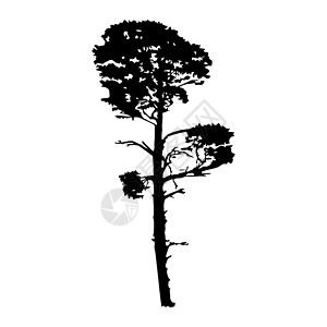 砍伐森林白色背景的松树圆背影被孤立风景针叶树硬木针叶木头草图荒野木材植物森林设计图片