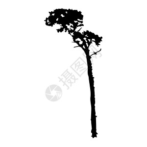 砍伐森林白色背景的松树圆背影被孤立植物硬木树干木头针叶树荒野草图云杉支撑针叶设计图片