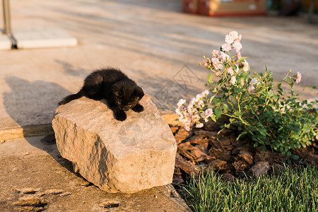 石头上的猫在石头上露户的黑小猫 宠物和家居猫的概念胡须草地毛皮短发动物公园眼睛警报猫咪小动物背景