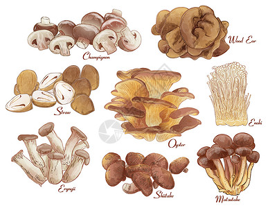 林芝松茸一组食用蘑菇组 背景 古代水彩色 带文字的矢量插图插画