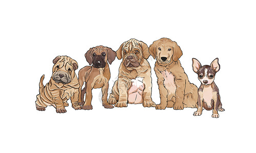 金狗素材一组狗狗肖像 水彩色现实的矢量插图 在白色背景和文字宠物孩子们水彩墙纸团体猎犬绘画哺乳动物草图艺术设计图片
