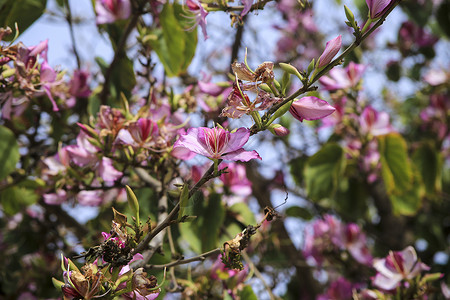 在阿利坎特的美丽的Bauhinia普尔普里亚树旗帜情调食物花园异国橡木紫荆花花瓣宏观兰花背景