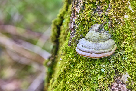 树干上黄秋叶树底的树枝上的切加蘑菇蛋白质 特写 Bokeh背景颜色架子食物木头生物学药品宏观寄生寄生虫植物林地夏天高清图片素材