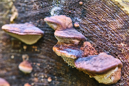 树干上黄秋叶树底的树枝上的切加蘑菇蛋白质 特写 Bokeh背景颜色团体蘑菇药品植物寄生虫生长苔藓宏观寄生季节桦木高清图片素材