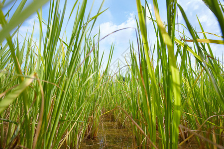 水稻种植园 泰国农村的稻田湿地高清图片素材