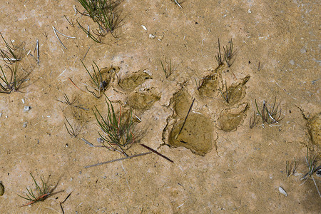 Yellwostone国家公园的泥土狼爪指纹背景图片