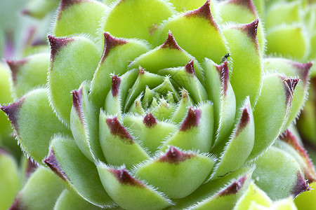 永生植物 关上门外的香花高清图片