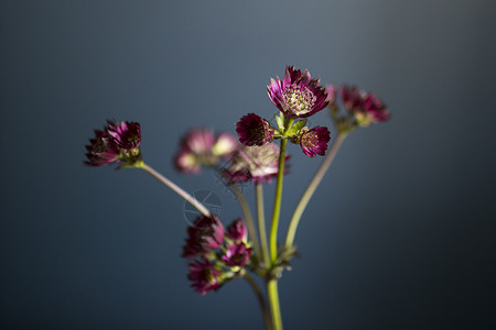 深蓝色透明花瓶粉红色Astrantia和野生草药用透明花瓶在深蓝色背景上背景