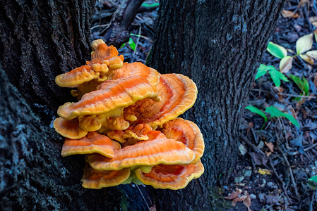 Laetiporus硫磺 硫磺聚磷 树上生长的真菌食物高清图片素材