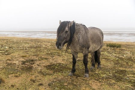 在科拉半岛的库佐门村 有灰色马匹和雅库特人种长背景图片