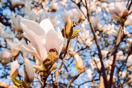 春天的精灵美丽的玉兰树在春天开花 淡淡的白玉兰花映衬着天空 浪漫花卉背景背景