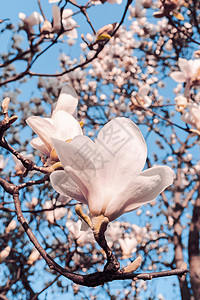 春天的精灵也称它为木兰花酱 配有美丽的粉红白花的春树玫瑰阳光植物全景精灵天鹅绒花瓣紫色树叶宏观背景