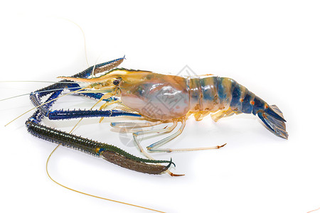 白色的巨型淡水虾食物河虾餐厅蓝色动物甲壳市场龙虾海鲜对虾背景图片