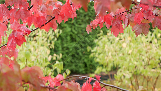 雨滴 红色的秋天枫树叶 水滴 湿落叶在森林里季节公园绿色树叶边界天气湿度叶子活力植物十月高清图片素材