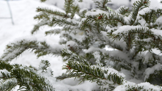 雪花中的斯普鲁斯 松树或壁状 落落在小锥形圣诞树上的雪花背景图片