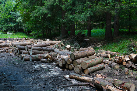 森林中砍伐树木的景象 滥砍滥伐切割高清图片素材