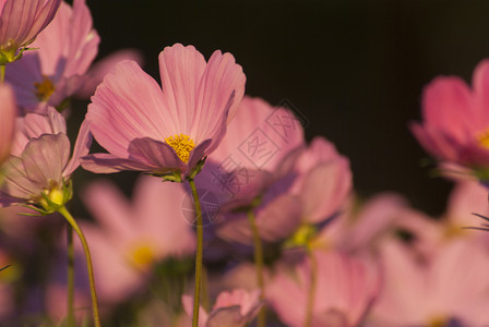 花朵在花园里粉色绿色植物背景图片